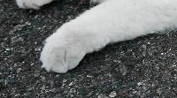 白猫の画像です